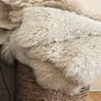 4 Sheepskin Rugs Image 5