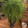 boston fern Image 3