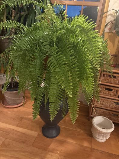 boston fern