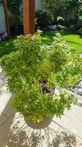 Large pieris japonica plant in a pot