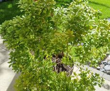 Large pieris japonica plant in a pot