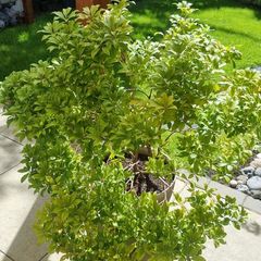 Large pieris japonica plant in a pot