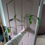 house plants 8euro eaxh Image 2