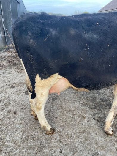 Heifers