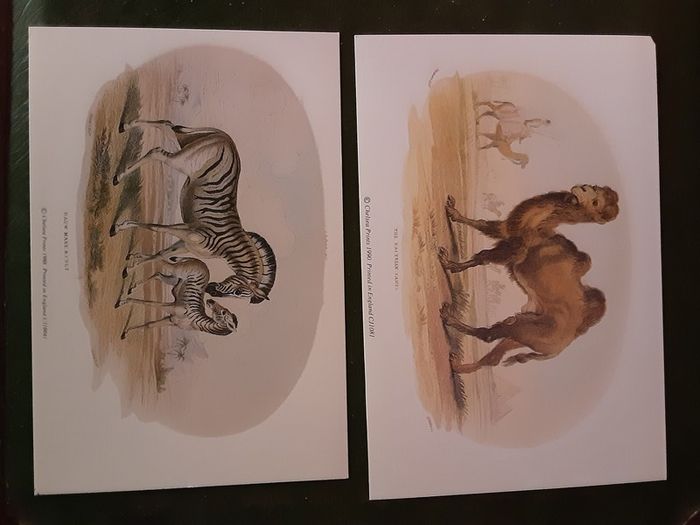 Nice selection of animal and bird print's