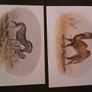 Nice selection of animal and bird print's Image 7