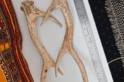 deer antlers