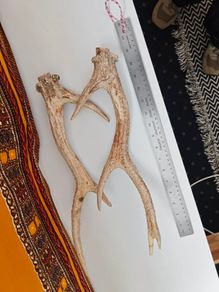 deer antlers