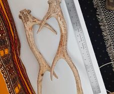 deer antlers
