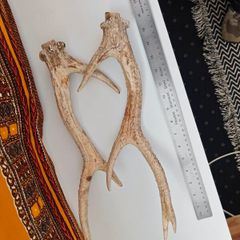 deer antlers