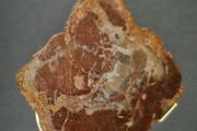 Fossilized wood, Madagascar, Triassic period.
