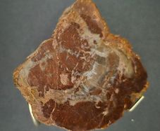Fossilized wood, Madagascar, Triassic period.