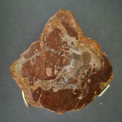 Fossilized wood, Madagascar, Triassic period.