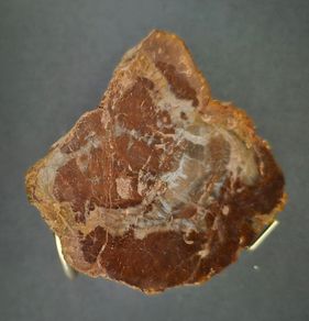 Fossilized wood, Madagascar, Triassic period.