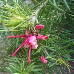 Grevillea Jenkinsii