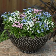 (F) Forget Me Not seeds Mixed 0.5g (883232)