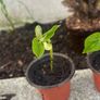 Plants Beans Image 5