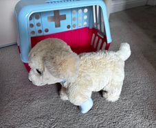 toy