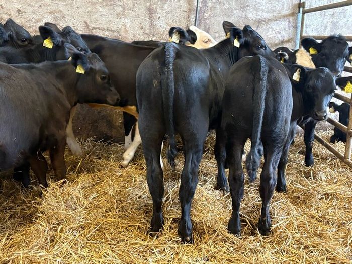 16 smashing heifer Weanlings
