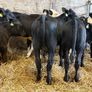 16 smashing heifer Weanlings Image 7