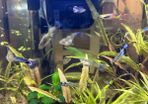 Endler guppies for free