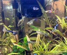 Endler guppies for free