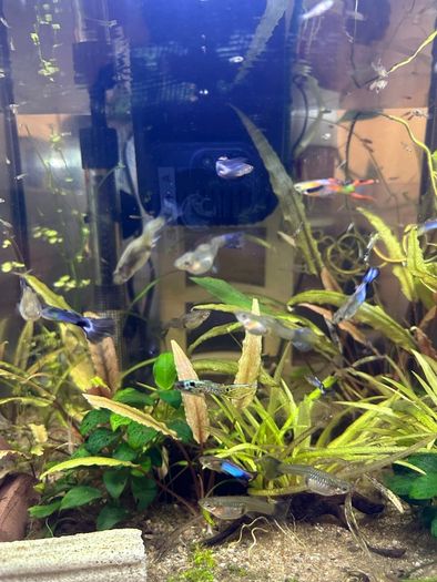 Endler guppies for free