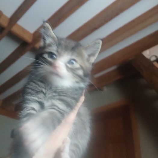 Kittens