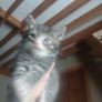 Kittens Image 2