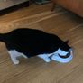 Female cat 5 yrs old Image 3