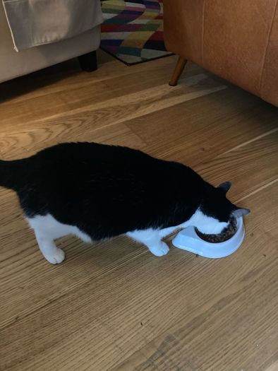 Female cat 5 yrs old