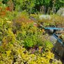 Plants and Shrubs Image 7