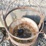 Victorian Cast Iron Cauldron 1800s Garden Decoration, Flower Pot Image 10