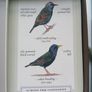 Ornithology Image 6
