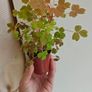 Oxalis sunset velvet Image 3