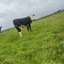 Heifers Image 9
