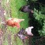 Call duck pair ,Laying hens and pekin bantams Image 6