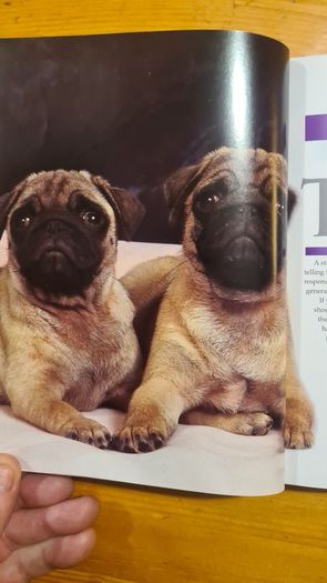 The Pug By Susan. M. Ewing. Wayne Hunthausen, D. V. M. Consulting Vetenary Editor. Large Volume Book In Very Good Condition.