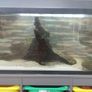 fish tank Image 6