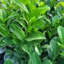 Laurel Hedging Image 6