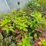 Fuchsia Plants 2euros Image 4