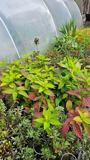 Fuchsia Plants 2euros