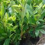 Potted Laurel Hedging Image 7