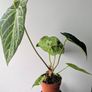 Anthurium Regale Plant Image 3