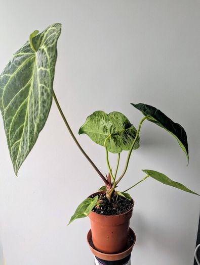Anthurium Regale Plant