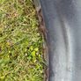 VW Corrado RHS Front Wing Image 4