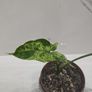 Syngonium Mojito Mottled - house plant - indoor plant Image 2
