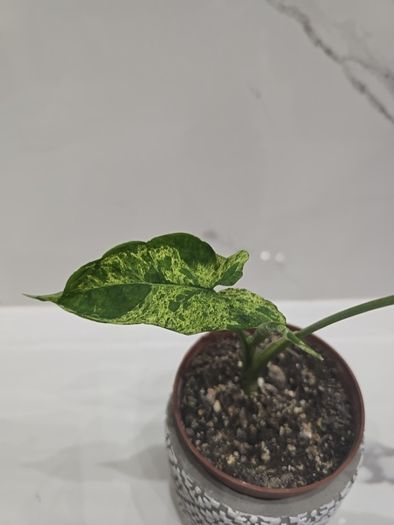Syngonium Mojito Mottled - house plant - indoor plant