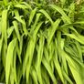 Crocosmia Image 3