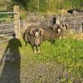3 Lanark Shearlings For Sale!! Image 9